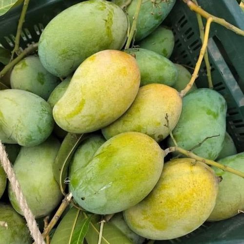 Amrapali Mango (আমরুপালি আম)