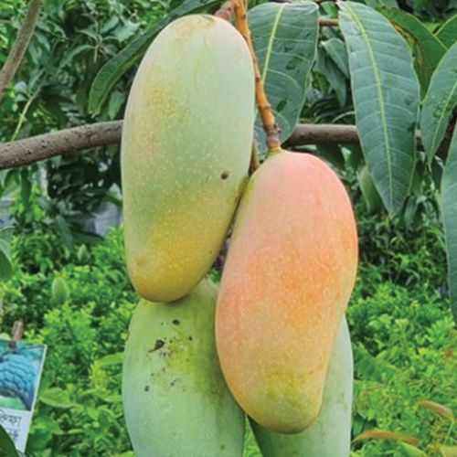 Banana Mango (ব্যানানা আম)