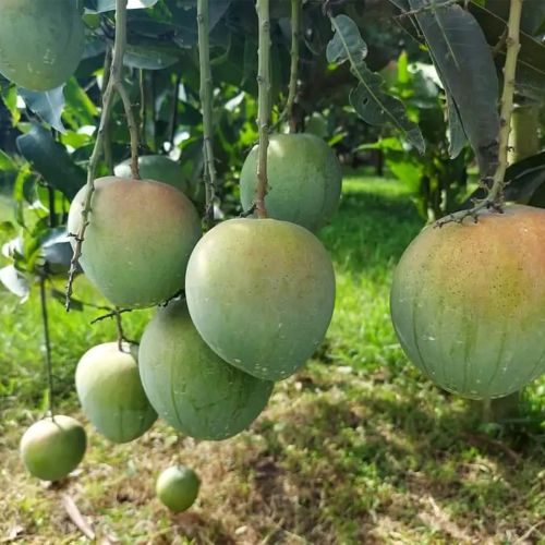 BARI-4 Mango (বারি-৪ আম)