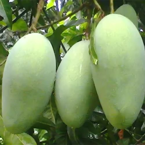 Fazli Mango (ফজলি আম)