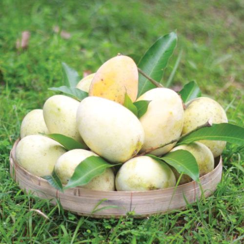 Gourmati Mango (গোড়মতি আম)