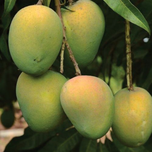 Harivanga Mango (হাঁড়ি ভাঙ্গা আম)