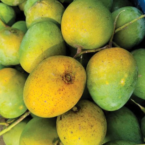 Himsagar Mango (হিমসাগর আম)