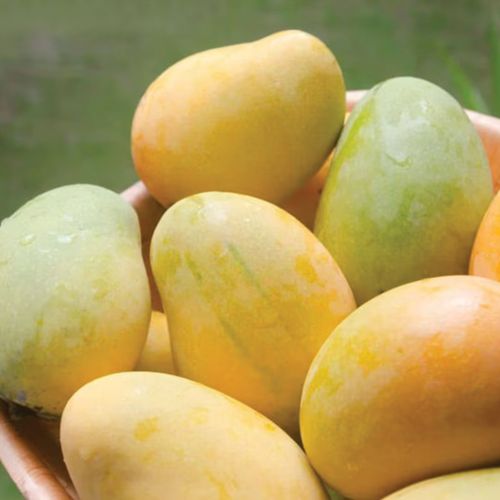 Langra Mango (ল্যাংড়া আম)
